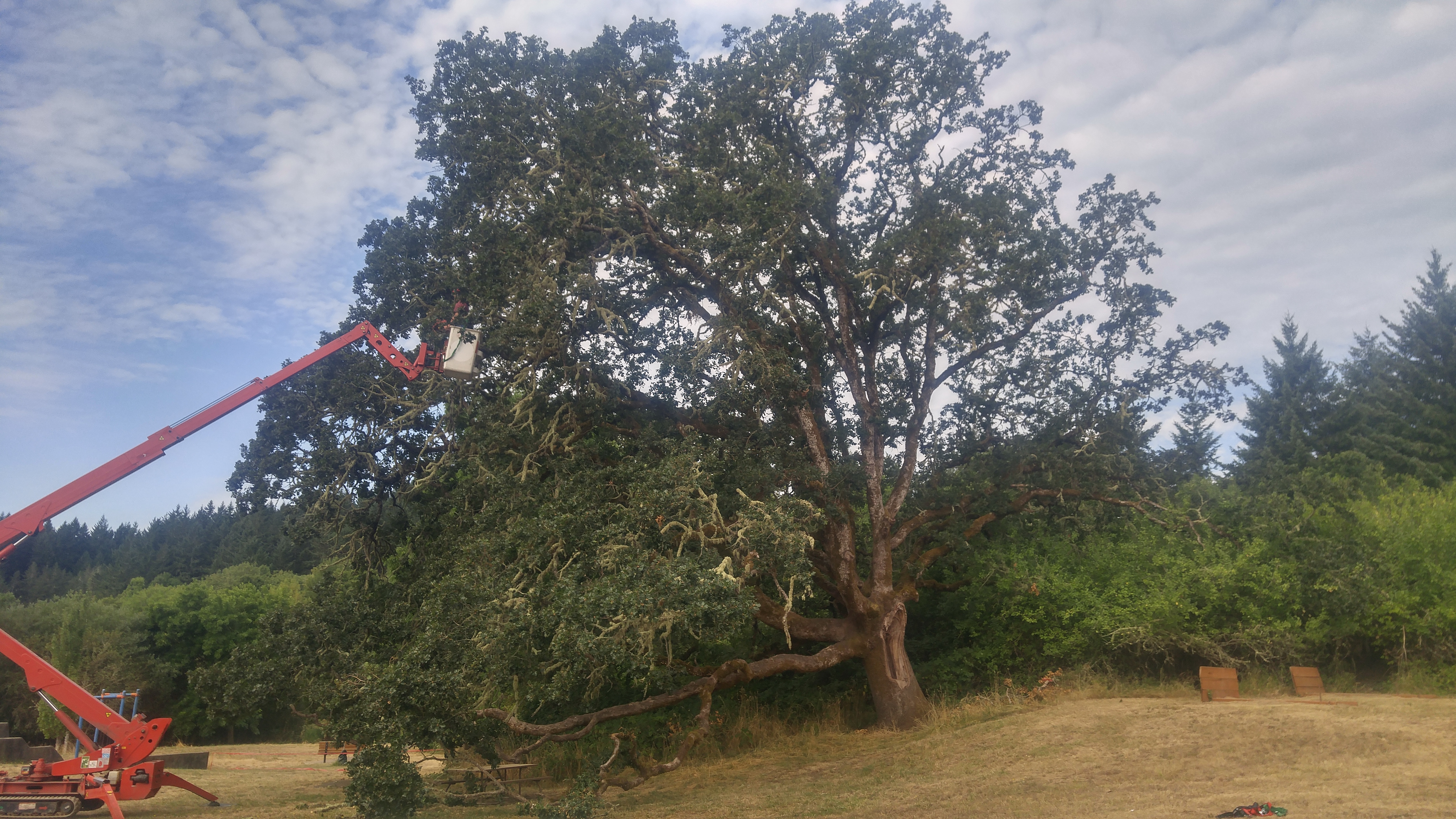 Urban Forestry Staff | Corvallis Oregon