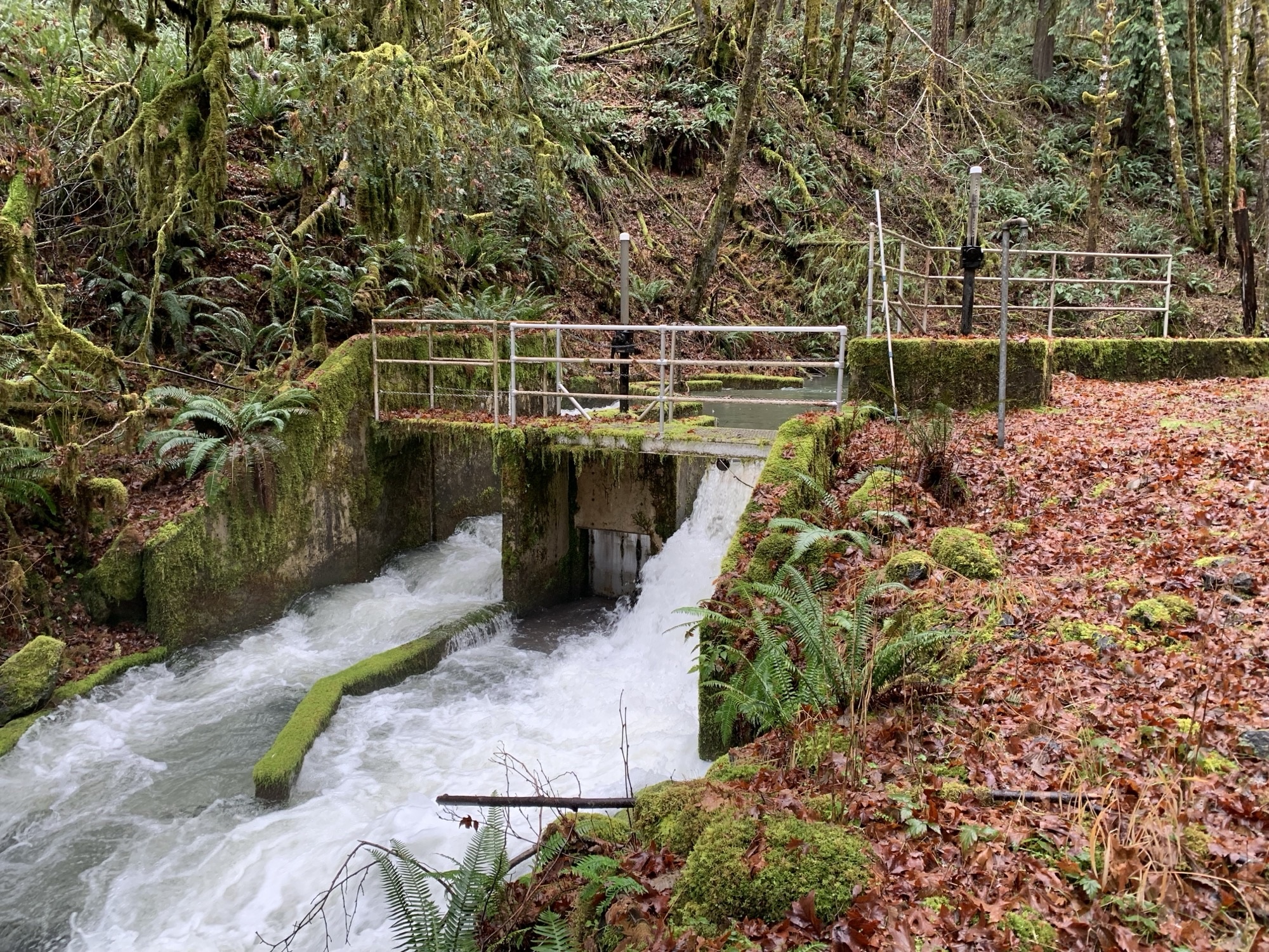 Corvallis Forest Tour Set for June 14 | Corvallis Oregon