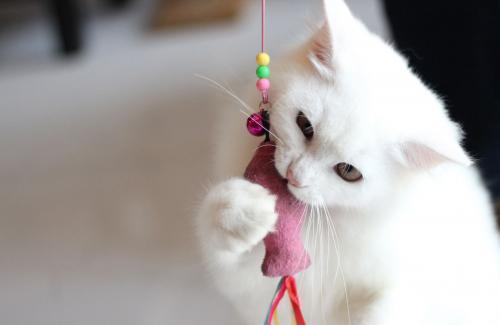 cat with toy