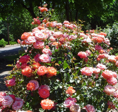 Pink roses in bloom at Avery Park in Corvallis