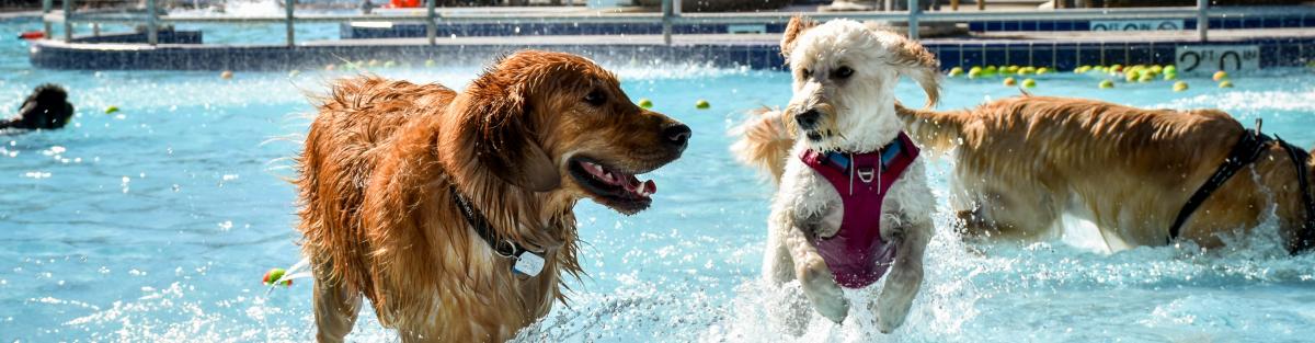 Dogs playing at otter beach