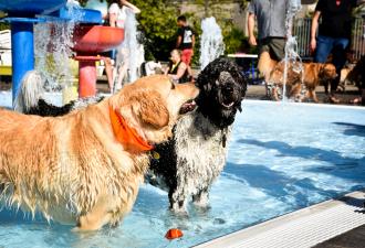 dog day at osborn